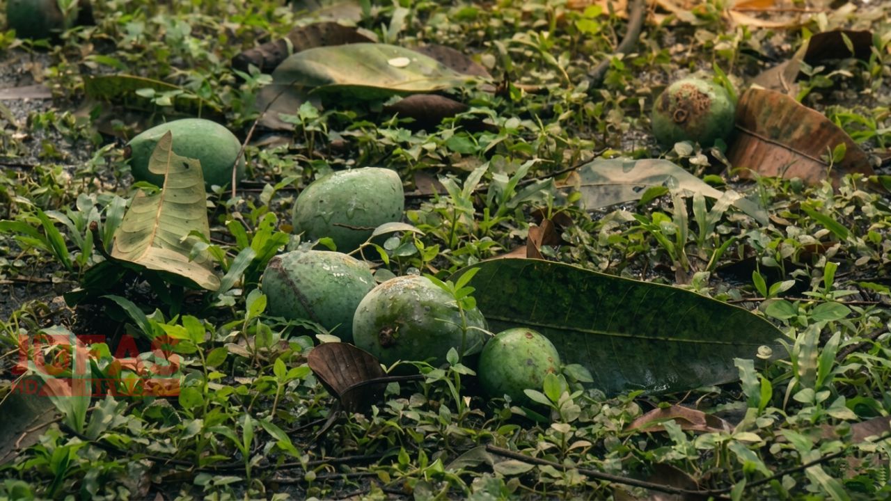 রংপুরে কালবৈশাখী ঝড়ে হাঁড়িভাঙ্গা আমের ব্যাপক ক্ষতি