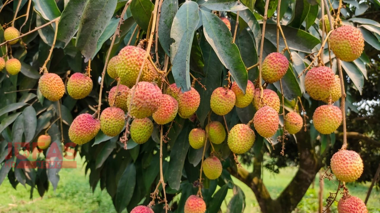 ১৫ তারিখের পর থেকেই বাজারজাত করা যাবে দিনাজপুরের লিচু