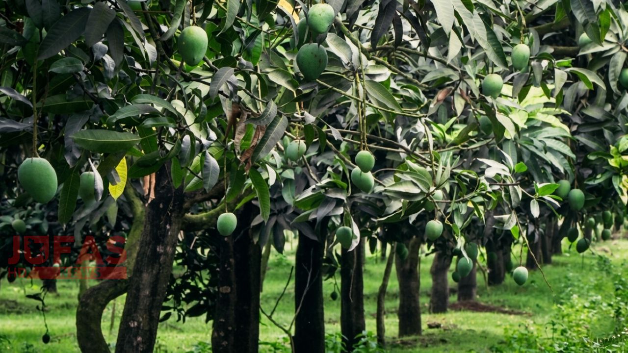 রংপুরে হাঁড়িভাঙা আমের বাম্পার ফলন, লক্ষ্যমাত্রা ২৫০ কোটি টাকা