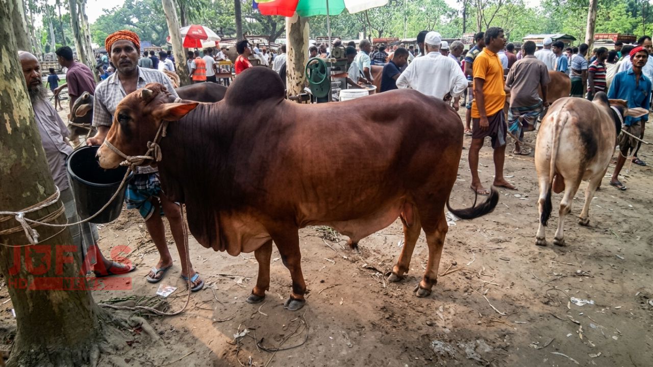 ক্রেতা কমলেও নীলফামারীর ঢেলাপীর হাটে মাঝারি গরুর চাহিদা তুঙ্গে