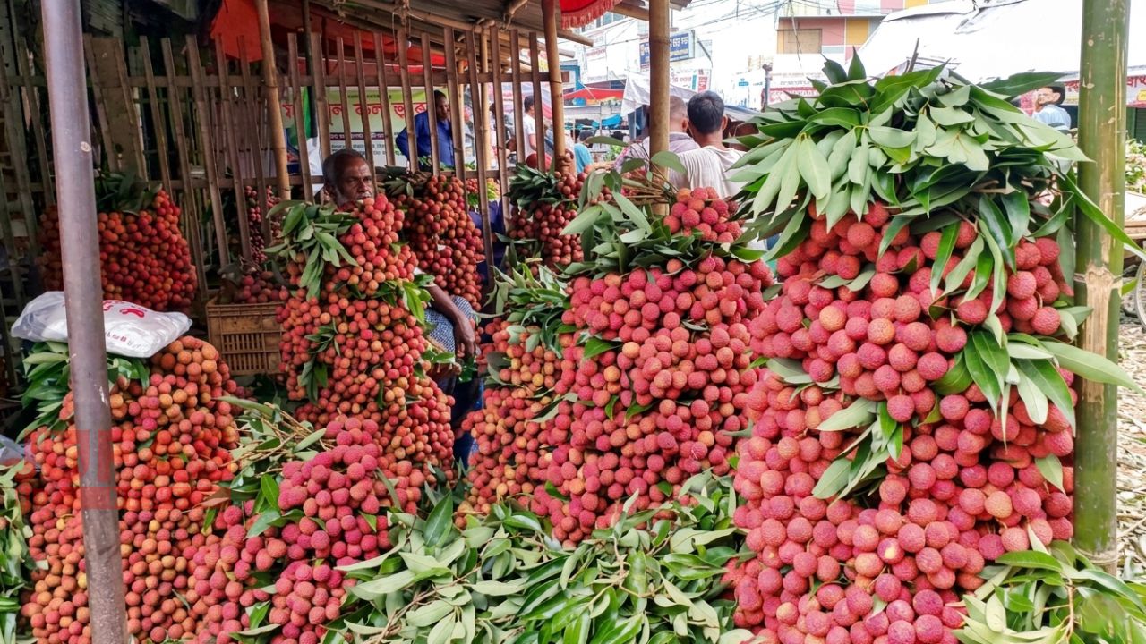 দিনাজপুরে জমে উঠেছে সুস্বাদু লিচুর বাজার
