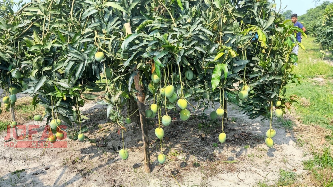 হাঁড়িভাঙ্গায় ২০০ কোটি টাকার স্বপ্ন, বাজারে ২০ জুন