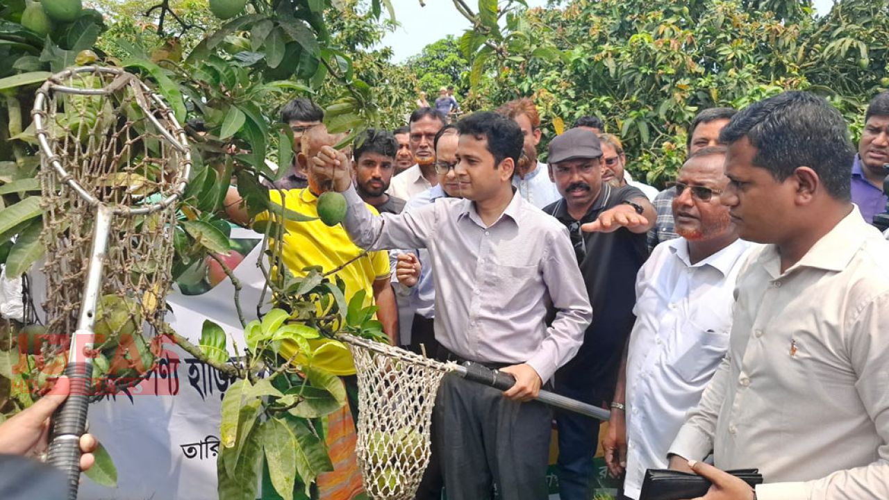 হাঁড়িভাঙার বাজারজাত শুরু, চাষিরা চান কোল্ড স্টোরেজ