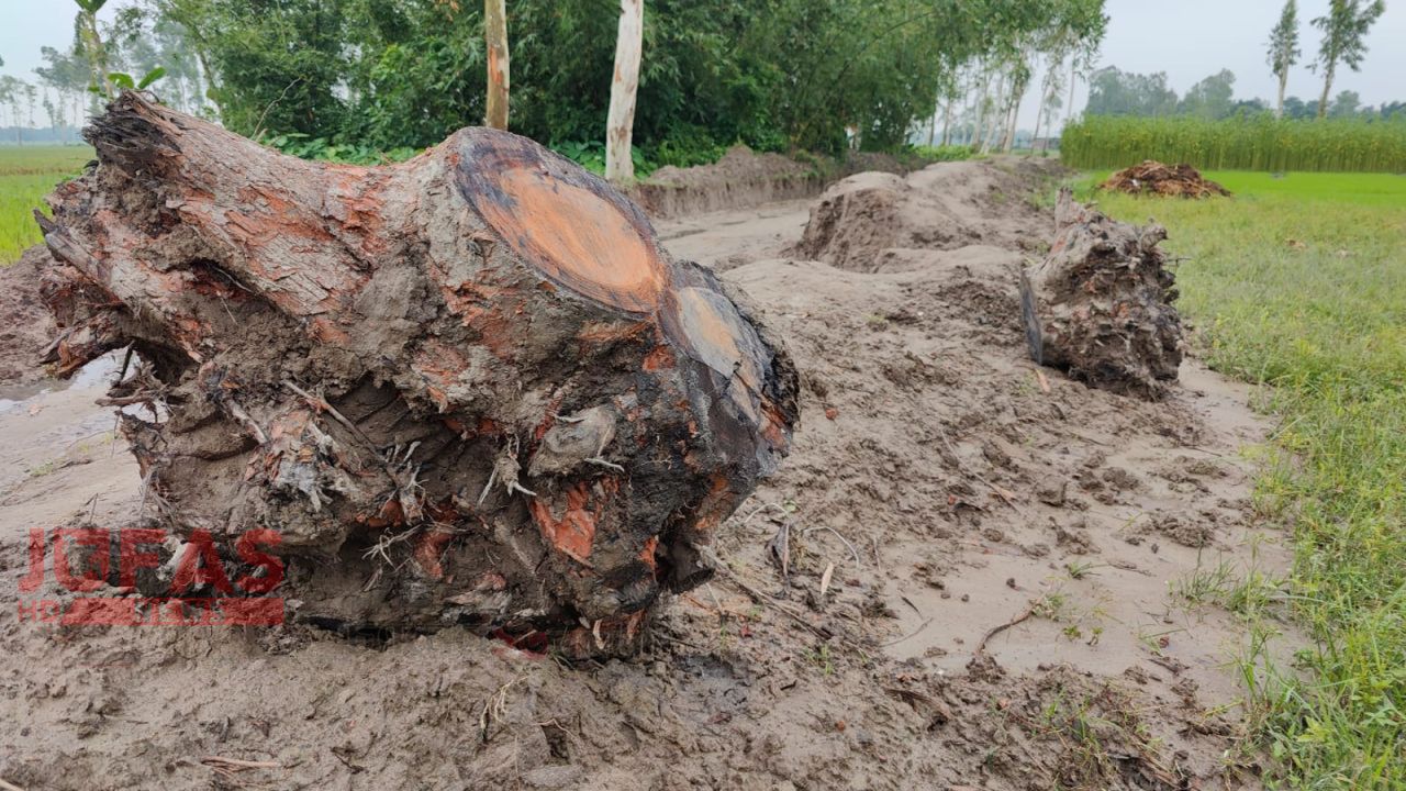জলঢাকায় সামাজিক বনায়নের গাছ লুটপাটের উৎসব: বন কর্মকর্তা ও সহযোগীর বিরুদ্ধে আত্মসাতের গুরুতর অভিযোগ