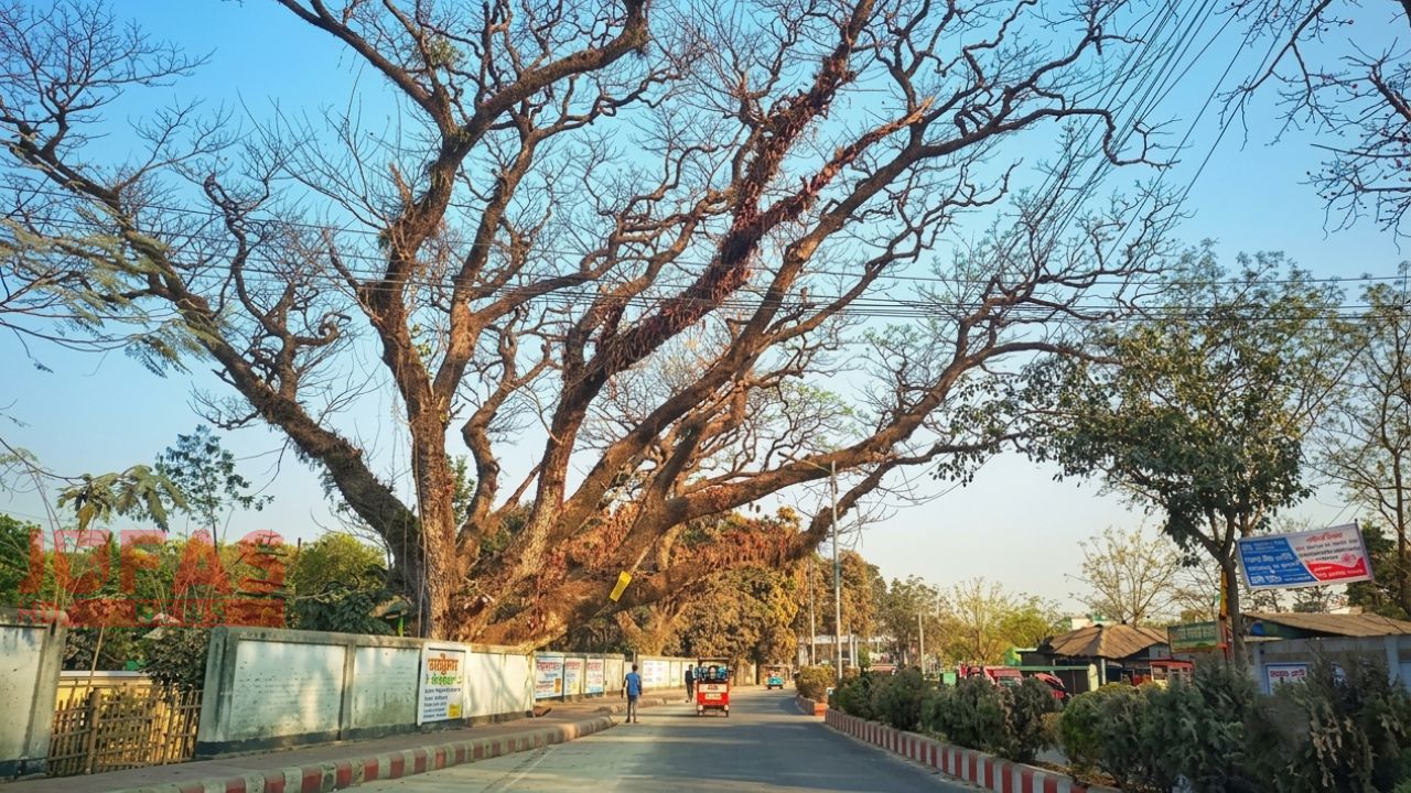সৈয়দপুরে শহরের ৩৩টি শতবর্ষী গাছ কাটার সিদ্ধান্ত: দুর্ঘটনার আশঙ্কায় অনুমতি, বদলে রোপণ করা হবে ৫ হাজার চারা