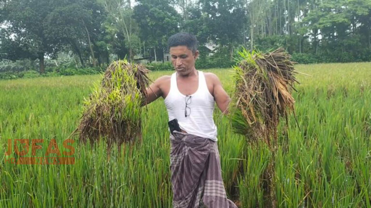 দেবীগঞ্জে জমি বিরোধে কৃষকের দুই বিঘা জমির বোরো ধান নষ্টের অভিযোগ
