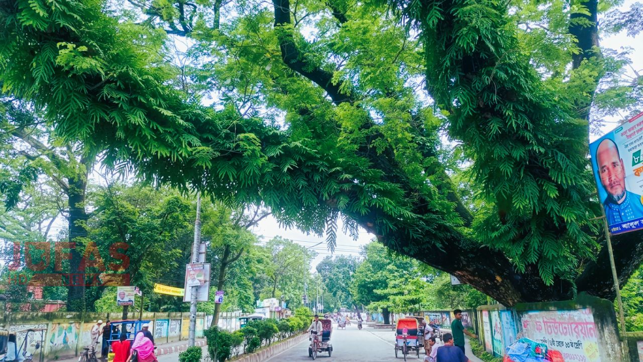 সৈয়দপুরে শতবর্ষী ৩৩ গাছ কাটার নিলাম ‘অনিবার্য কারণে’ স্থগিত: রেলওয়ের বিজ্ঞপ্তিতে ধোঁয়াশা, সংরক্ষণের দাবি স্থানীয়দের
