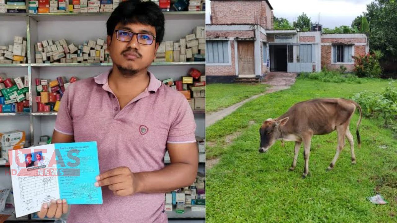 ঠাকুরগাঁওয়ে কিস্তির টাকা আদায়ে গ্রাহকের বাড়ি থেকে গরু নিয়ে গেলেন এনজিও কর্মীরা