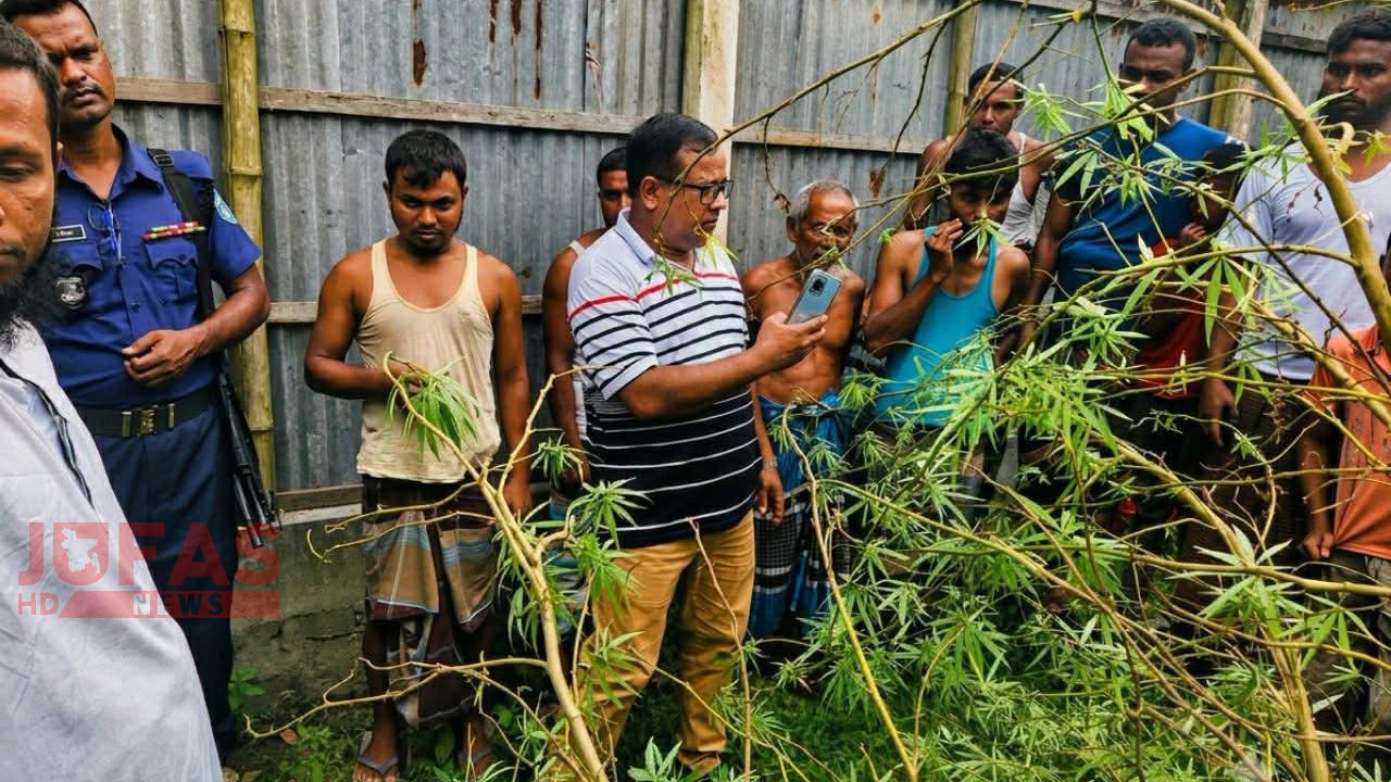 সাদুল্লাপুরে বসতবাড়ির উঠান থেকে বিশালাকার গাঁজার গাছ জব্দ