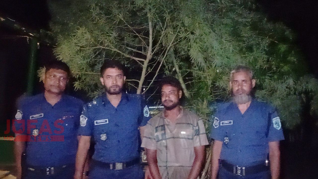 আদা ক্ষেতে গাঁজা চাষ, ১২ ফুট লম্বা দুটি গাছসহ যুবক গ্রেপ্তার