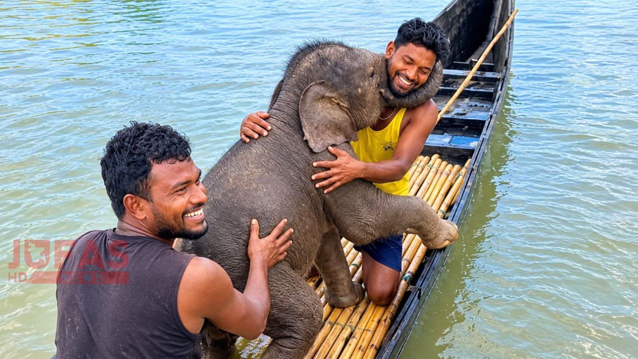 তিস্তায় ভেসে যাওয়া হাতিশাবক উদ্ধার, ফিরে পেল মায়ের কোল