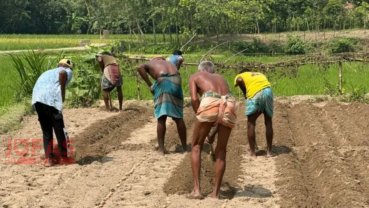 ঝুঁকি নিয়ে লাভের আশায় আলু চাষে ব্যস্ত নীলফামারীর আলু চাষিরা