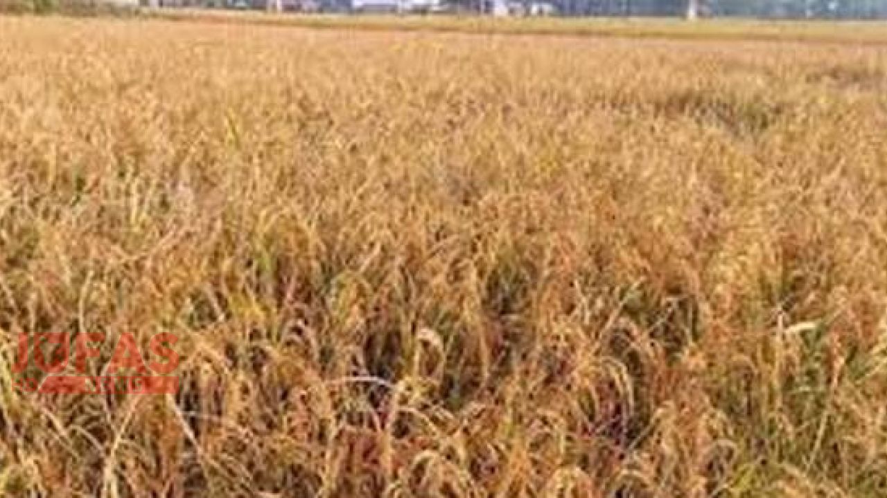 বালিয়াডাঙ্গীতে ৬৬ শতক জমির ধানের চারা নষ্টের অভিযোগ