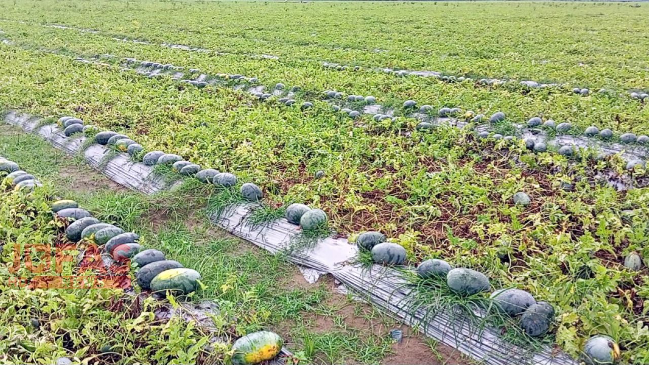 অসময়ে তরমুজ চাষে লাভবান পীরগঞ্জের চাষিরা
