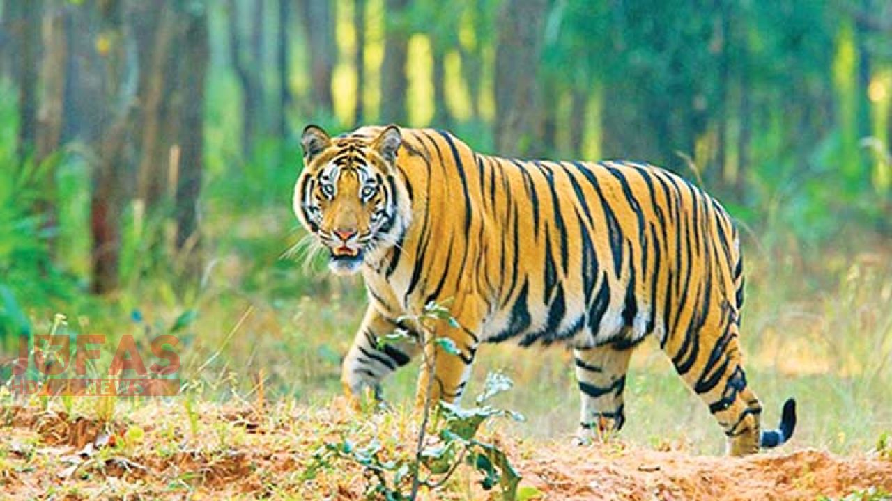 লালমনিরহাট সীমান্তে ভারতীয় বাঘের আক্রমণে ৩ বাংলাদেশি আহত
