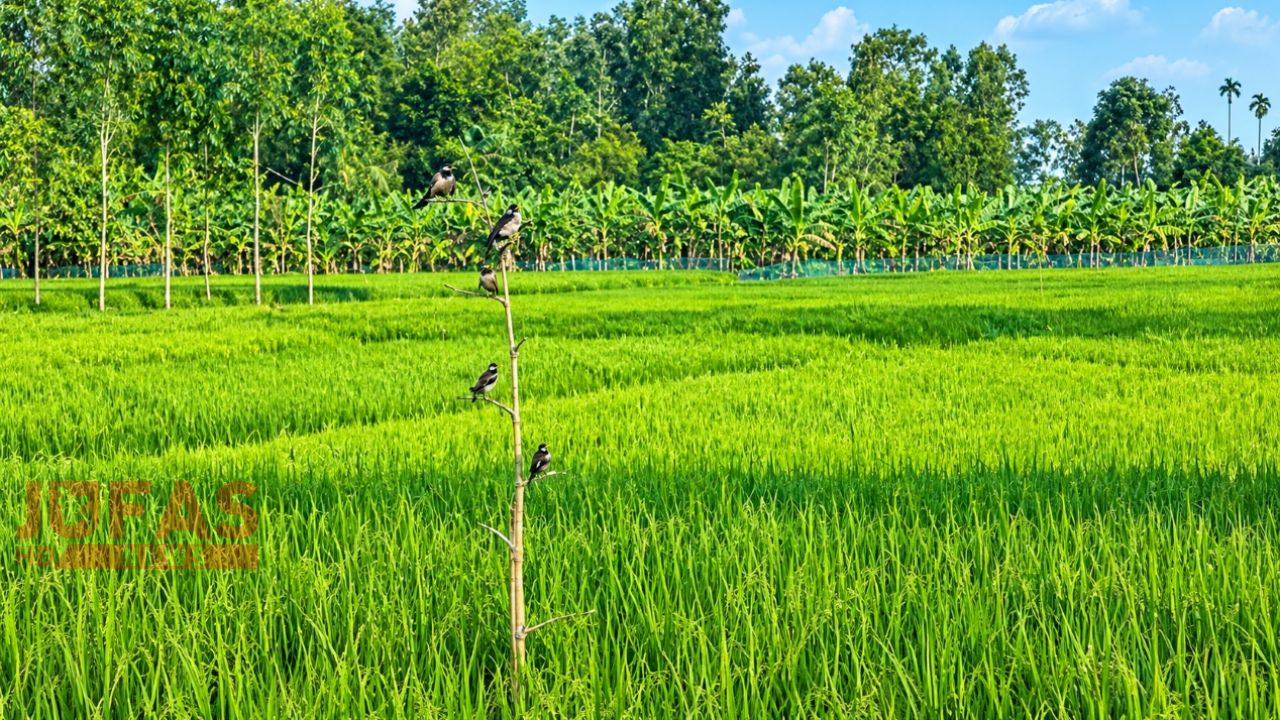 পোকা দমনে পাখিই ভরসা, রংপুরে বাড়ছে পার্চিং পদ্ধতি