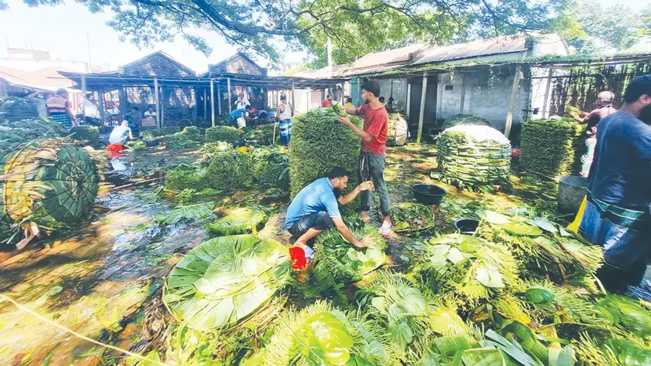 পান ও পানচাষি